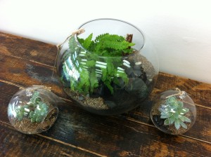 Terrariums - Bosky